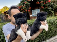 Amerikan Akita Yavrularımız