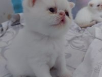 Biz büyüdük Anne babamızı arıyoruz exotic shorthair