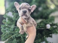 Merle French Bulldog Ender Bulunan Irk