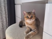 Golden british shorthair