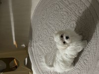 Orijinal maltese