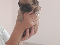 Dişi erkek pekinez köpekler