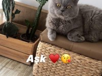 Full Şecereli British Shorthair Kedimiz