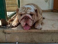 İngiliz bulldog 11 aylık erkek