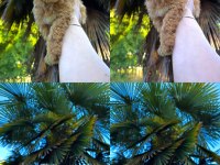 Toy Poodle