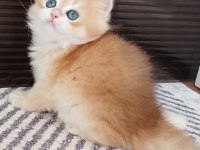 British Longhair Erkek NY12