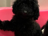 Toy Poodle İki Aylık