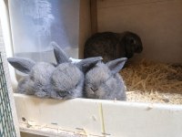 Mini Lop Tavşan Bebekler