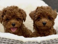 Toy Poodle Saf Irk Yavrumuz