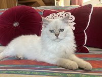 1 buçuk yaşında iyi huylu safkan british kızım