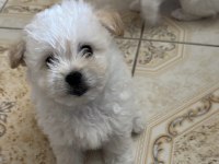 Maltese Terrier Yavrumuz