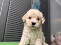 İpek gibi maltipoo