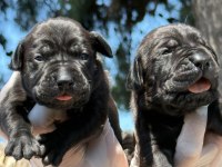 Cane corsa alan koruma köpeği yavruları 