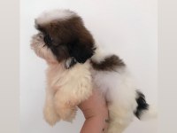 Mini boy shih tzu yavrular açık renk