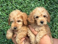 2 aylık erkek ırk garantili maltipoo