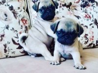 Pug yavruları geldi safkan orjinal