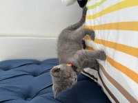 Fırtına gibi oyun kedisi