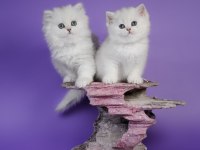 British Longhair Yavrular Evinizin Neşesi Olacaktır