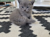 Yavru british shorthair