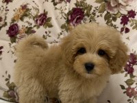 BİBLO RED MALTİPOO OĞLUMUZ