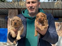 Maltipoo yavrularımız ırk garantilidir