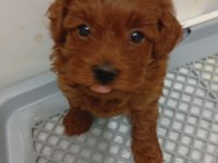 Minyatür toy poodle