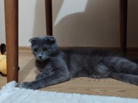Scottish fold kedimizi sahiplendirme