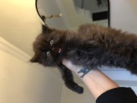 Chocolatte british longhair (Nadir)
