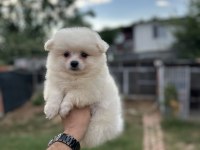 Pomeranian Spitz Yavrularımız