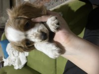 2.5 aylık cavalier king charles uyguna verilecektir