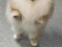 Pomeranian boo 1 yaşında
