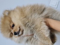 Pomeranian yetişkin ve bebekler sahiplendirilecektir