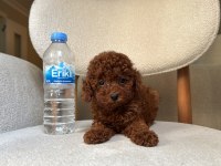 Orijinal Tea Cup Teddy Surat Ev Bakımlı Poodle