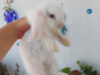 Lop tavşan yavrusu