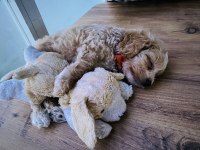 Yakışıklı oğlumuz maltipoo