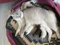 Scottish Fold Ömürlük Yuva Arıyoruz