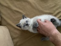 2 aylık dişi british shorthair