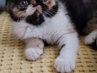 CFA KAYITLI ANNE VE BABA YAVRU KEDİMİZ