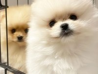Üst Düzey Dişi Pomeranian Yavrular