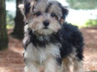 Adresinize Teslim Morkie Yavrular İçin Ulaşabilirsiniz