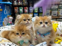 Nadi̇r Bulunan Kali̇te A British Longhair