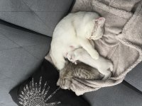 British Shorthair Erkek Yavrumuz