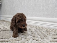 4 Aylık Dişi Oyun Bağımlısı Poodle