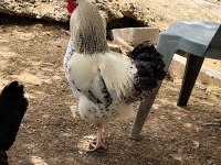 8 aylık horozlar