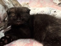 Scottish fold acı kahve