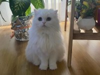 pamuk gibi scottish fold