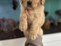 Baby face golden retriever bebekler