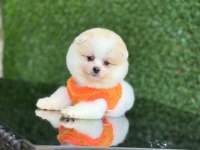 Sağlık ve ırk garantili pomeranian boo