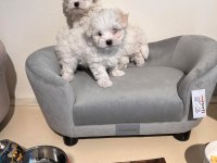 Morkie bebeklerim 2 kg