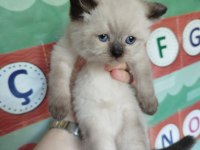 British blue point kızımın yavrularıdır